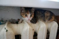 В Эстонии решили заменить газ дровами