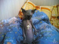 Котэ предупреждает: Лучше так, чем в гробу и в белых тапках!