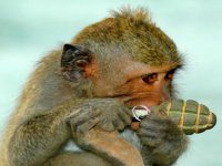 «Обезьяна с гранатой»: Европа испугалась вооружения Украины американцами