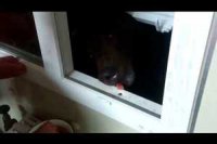 Новое видео с русским медведем внезапно стало полем битвы диванных войск