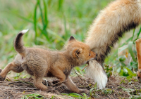 Животные-родители (22 милейших фото)