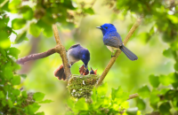 Необычное видео из жизни птиц