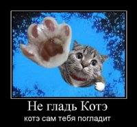 Обязанности кота по дому
