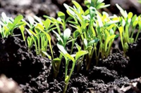 В ЛНР засеяли 70% посевных площадей