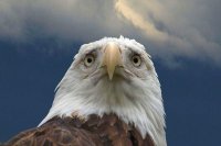 «Ястребы» США больше не полетят…