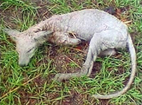 В Китае поймали живую Чупакабру