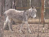 Ослице Джейн Псаки из Рязани нашли кавалера в Дагестане