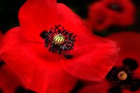 Украинцы сажают виртуальные маки на могилах сотников УПА