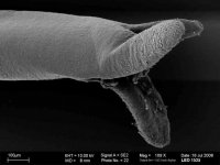 В 2012 в Кении открыт новый вид паразитов, названный в честь Обамы