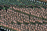 ВС Российской Федерации заняли второе место в рейтинге сильнейших армий мира