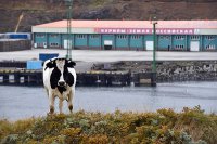 Отдать Курилы?