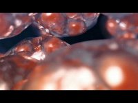 Обитель вирусов. Специальный репортаж Анны Афанасьевой