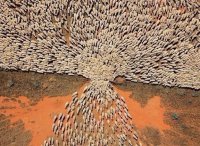 Судьба стада