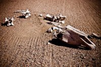 За финишной чертой эпохи потребления