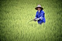 Китай арендует Забайкалье: журналистский пиар или "желтая угроза"?