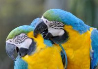 Чирикайте птички, покуда бошки не посворачивали...