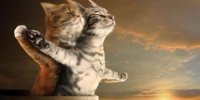 Фильм «Титаник» пересняли с котами в главной роли