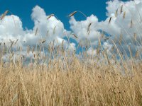 Начинающий фермер в Курской области пообещала сжечь весь урожай от отчаяния и записала обращение к Путину