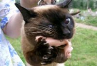 Ну что, бараны, готовимся на колбасу