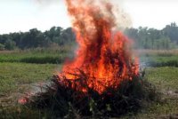 Правоохранители ЛНР уничтожили плантацию конопли, ценой в 300 миллионов гривен