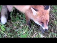 Секретные материалы: Боевые гуси, мыши и свиньи спасают жизни бойцам АТО