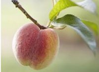 Смерть рядового персика