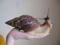 Молчание грантоедов. Александр Роджерс