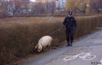 Пощечина всей киевской полиции во главе с грузинкой Экой Згуладзе