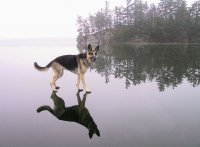 Украина предложила ополченцам покаяться