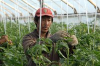 Рассказ о том, как китайские овощеводы травят русский народ, а русские же оптовики им в этом способствуют