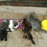 Зоозащитник Геращенко поборется в суде за котят, найденных в лесу под Киевом