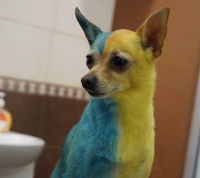 Жительница Киева из любви к Украине покрасила собаку в желто-синий цвет