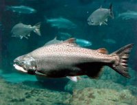 Times: Британский лосось в опасности из-за «понаплывшей» русской горбуши