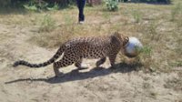 Леопард с железной головой вышел к людям в Индии