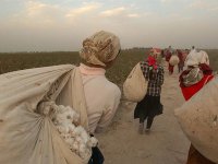 В Узбекистане проституток отправили на уборку хлопка