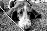 Собака застрелила охотника из ружья