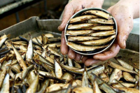 Росрыболовство: на рынке РФ прибалтийские шпроты заменили крымскими