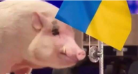 Тонкий троллинг: свинья поднимает флаг Украины