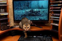 Блог Кота Моти. Я за вас умир!