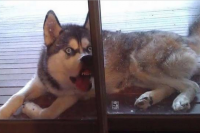 Песик просится домой: 10 уморительных животных, которые пытаются разжалобить хозяев