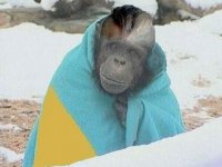 Украинский писатель: 90% граждан Украины – ворье