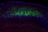 Ученые разработали технологию перепрограммирования нейронов мозга и реконфигурации нейронных сетей