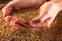 Эрдогана кормить выгодней. Украина увеличит экспорт продуктов в Турцию