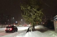 На Южном Урале при температуре -20 °C зазеленела береза