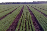 Без хлеба: Украину ожидает полуголодное существование