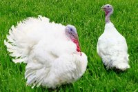 Свидомые индюки