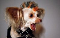 Кто такие украинцы, знает каждая собака Нью-Йорка!