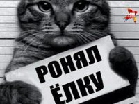 Как коты роняют ёлки