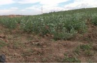 Армия Израиля отравила палестинские посевы в секторе Газа