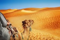 Верблюд важнее араба